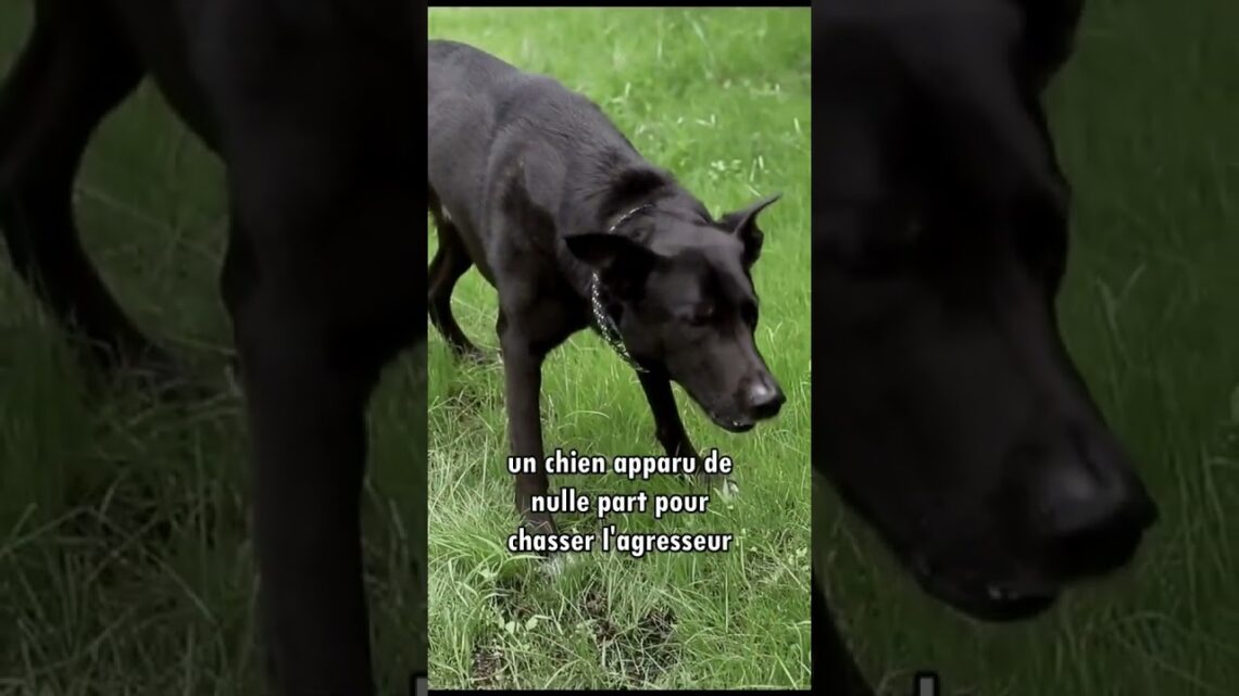 LE CHIEN QUI ÉTAIT ENFAIT UN ANGE